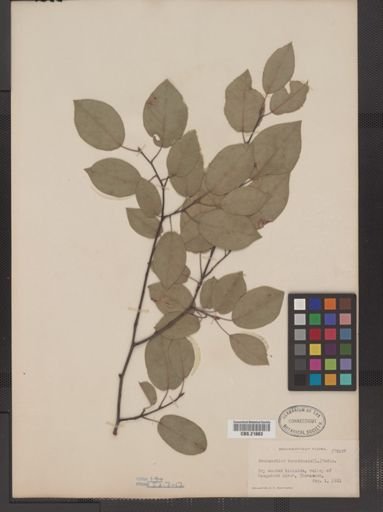 Amelanchier arborea