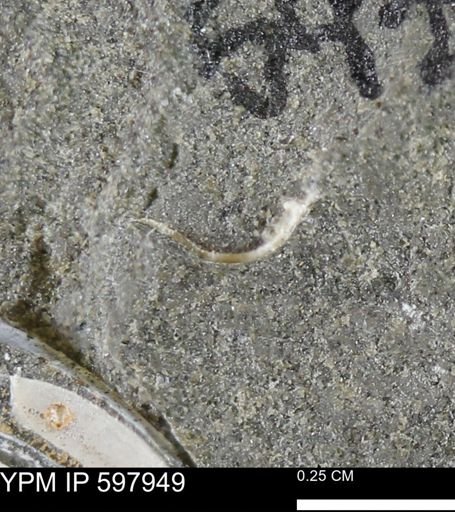 Limopsis striatopunctatus