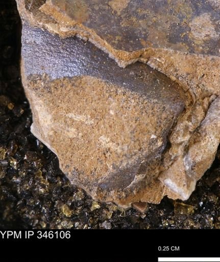 undet. Mollusca