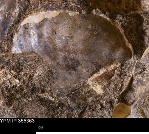 Bakevelliidae