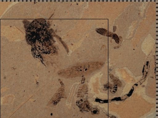 undet. Orthoptera
