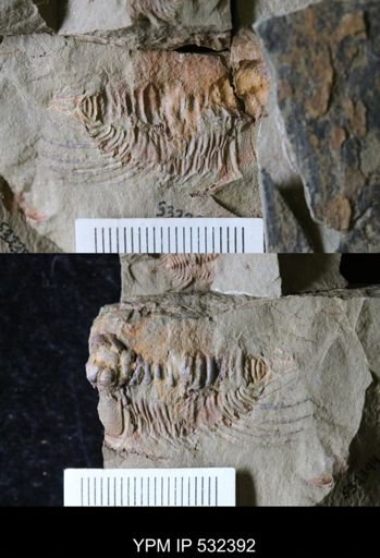 Anacheirurus sp.