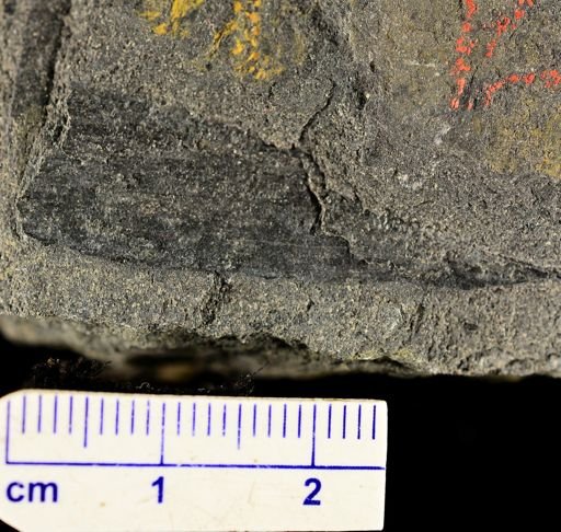 Psilophyton princeps
