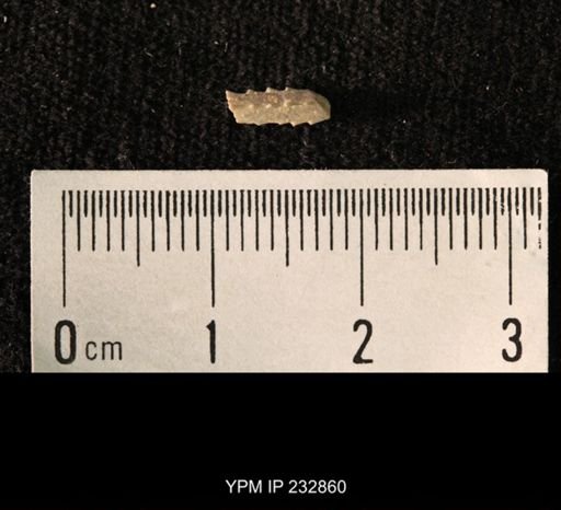 Archaeocidaris sp.