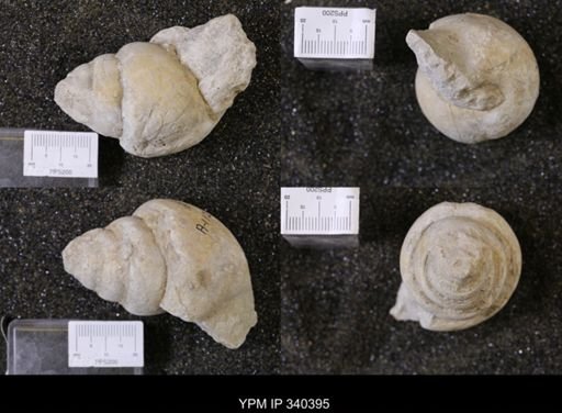 Tylostoma tumidum
