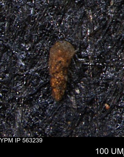 Verneuilinoides hectori