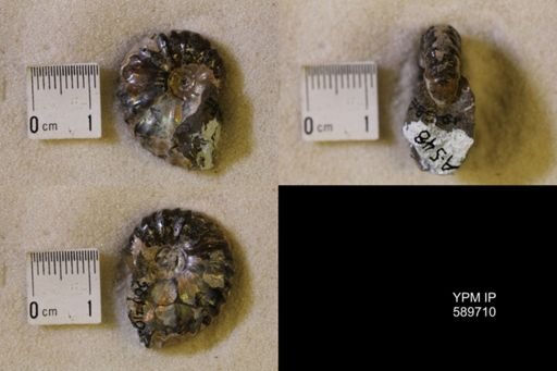 Jeletzkytes nebrascensis