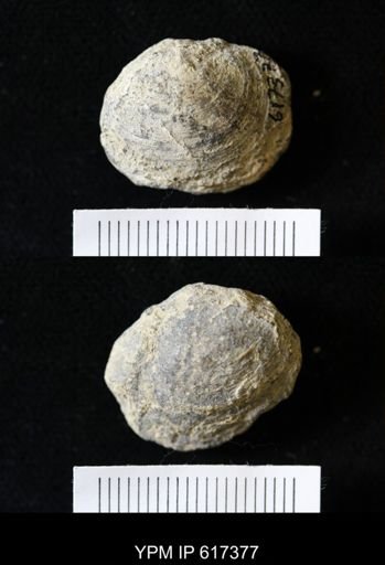 Dosiniopsis deweyi
