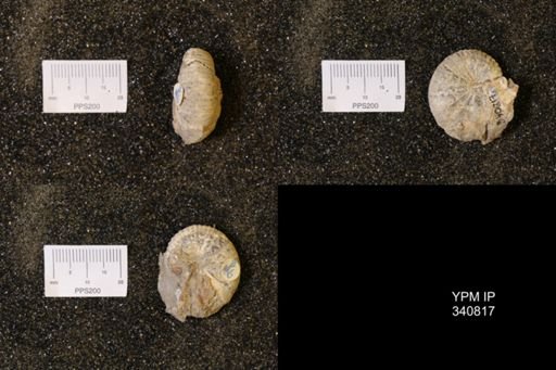 Scaphites sp.