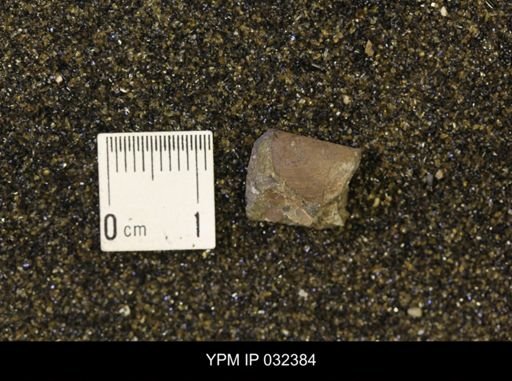undet. Scaphitidae