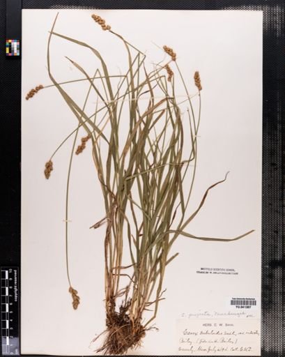 Carex projecta