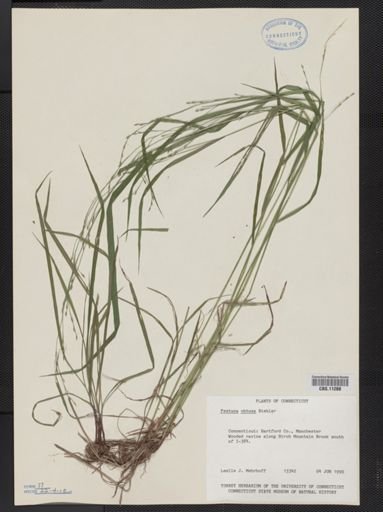 Festuca subverticillata