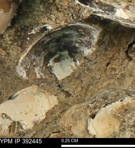 Protocardia subquadrata