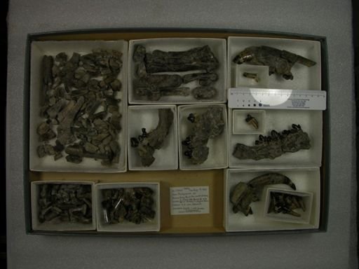 Pachyaena sp.