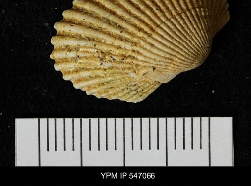 Serpula dianthus