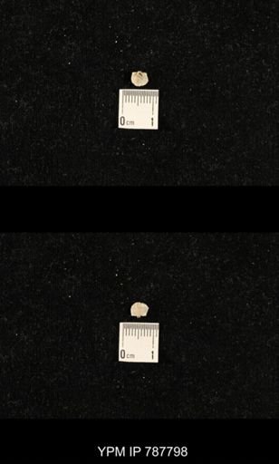 Meekella sp.