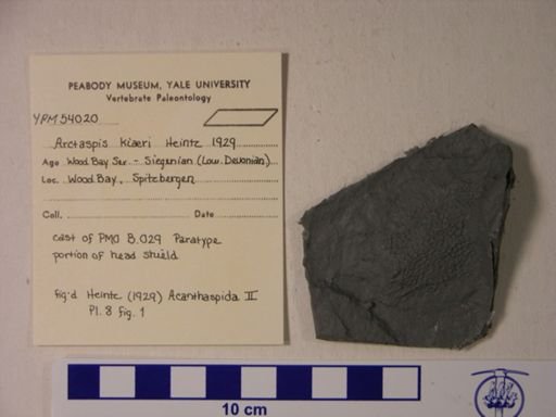 Arctaspis kiaeri