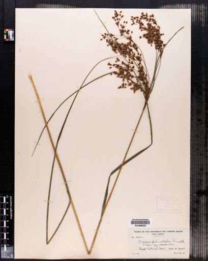 Scirpus pedicellatus