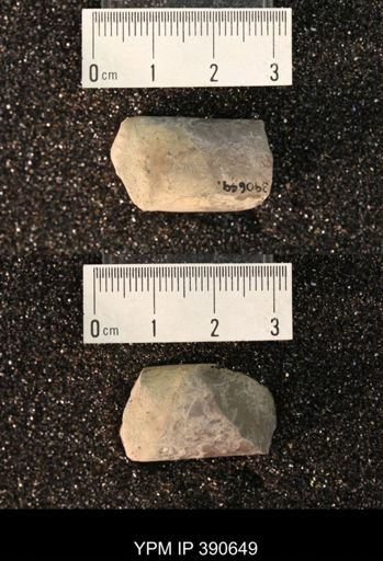 Baculites sp.