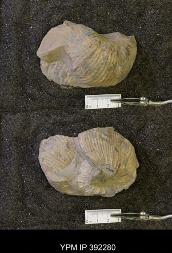 undet. Scaphitidae