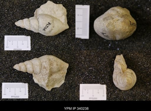 Tylostoma sp.