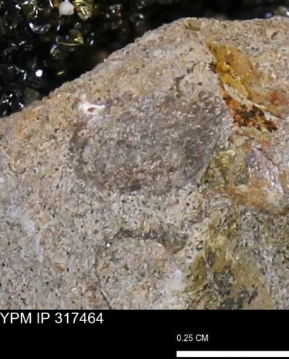 undet. Mollusca