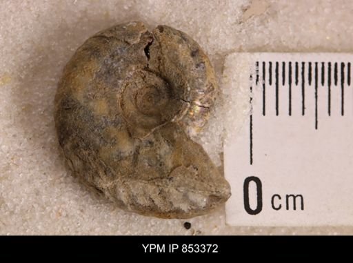 undet. Scaphitidae