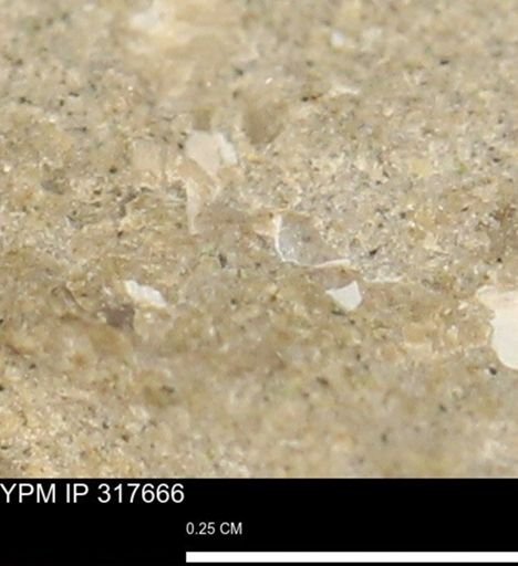 undet. Mollusca