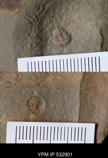 undet. Trilobita