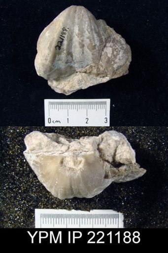 Spirifer cf. ofensis