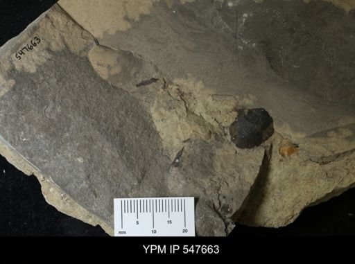 undet. Bivalvia