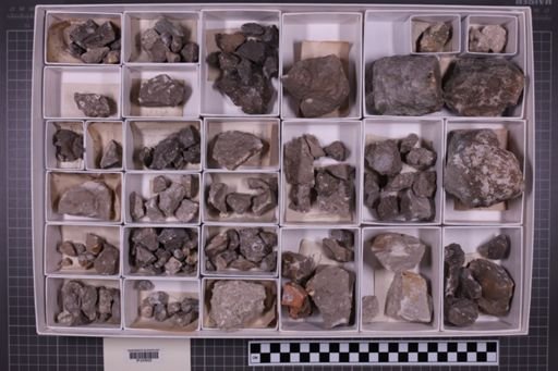 mixed taxa, stratigraphic collection