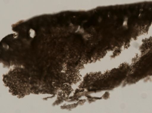 Plakortis cf. zyggompha