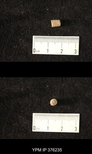 Pseudorthoceras knoxense