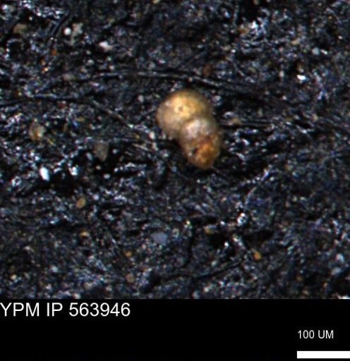 Bimonilina variana