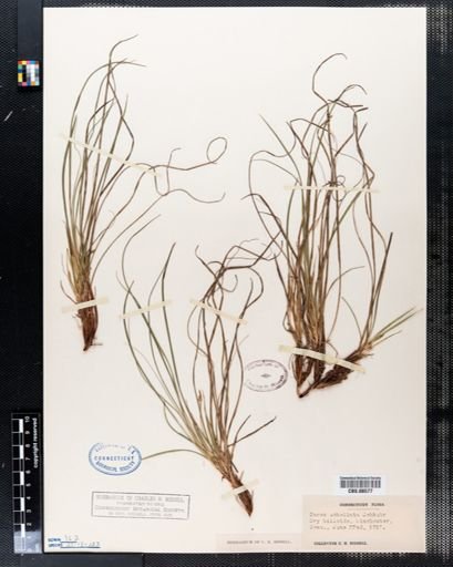 Carex umbellata
