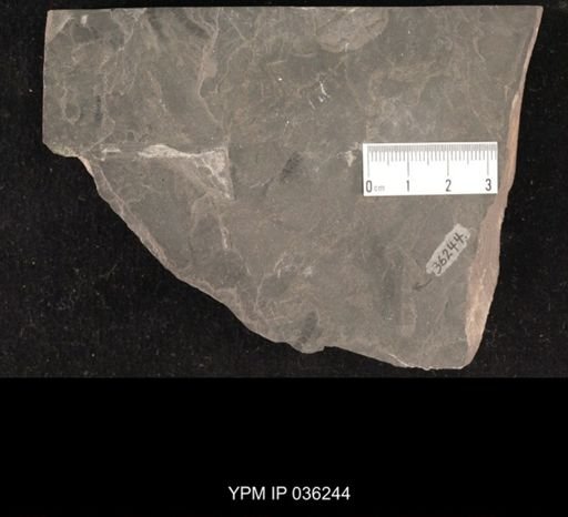 Mormolucoides articulatus
