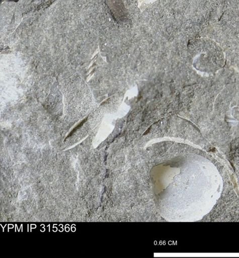 undet. Mollusca