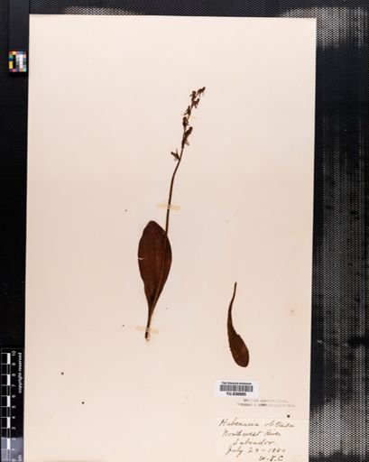 Habenaria