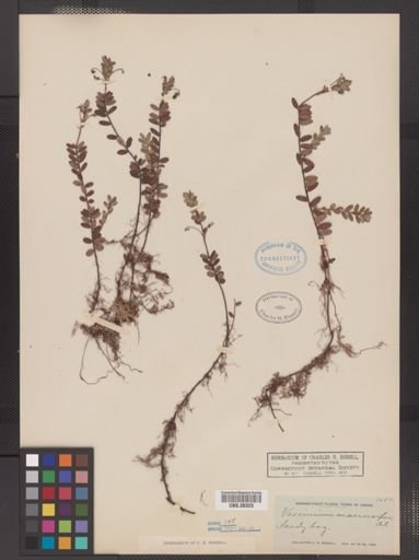 Vaccinium macrocarpon