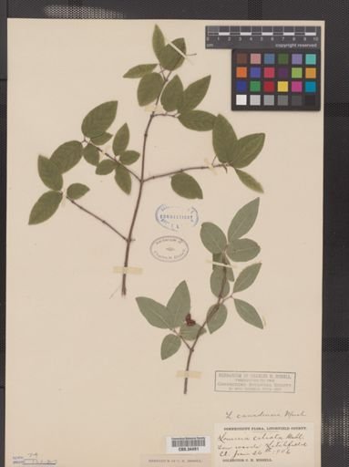 Lonicera canadensis