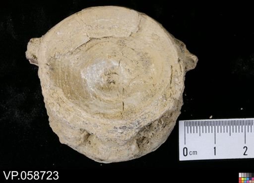 undet. Actinopterygii