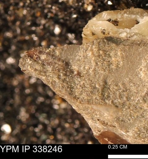 undet. Mollusca