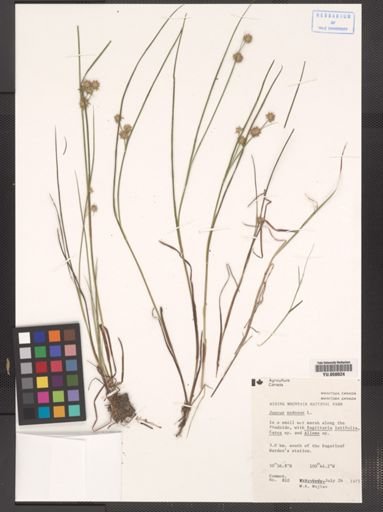 Juncus nodosus