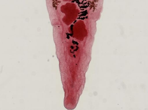 Dicrocoelium dendriticum