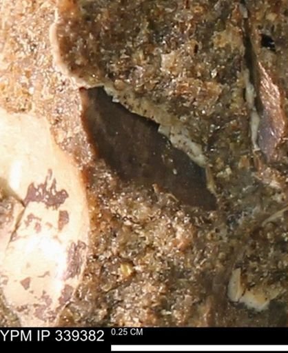undet. Mollusca
