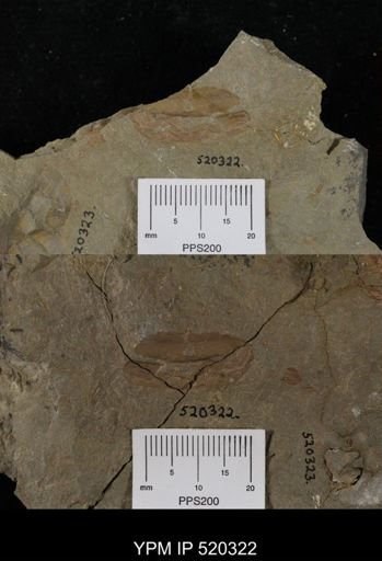 undet. Arthropoda