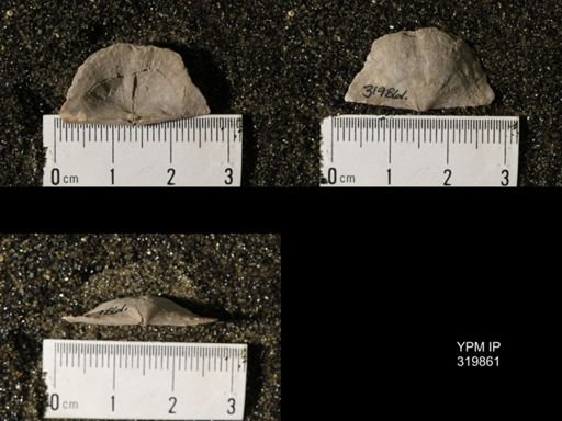 Chonetes granulifer meekanus