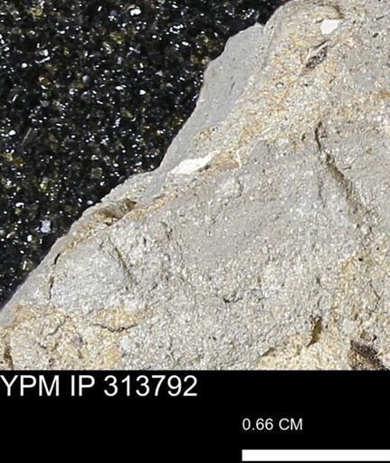 undet. Mollusca
