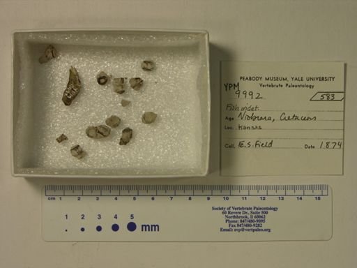 undet. Actinopterygii